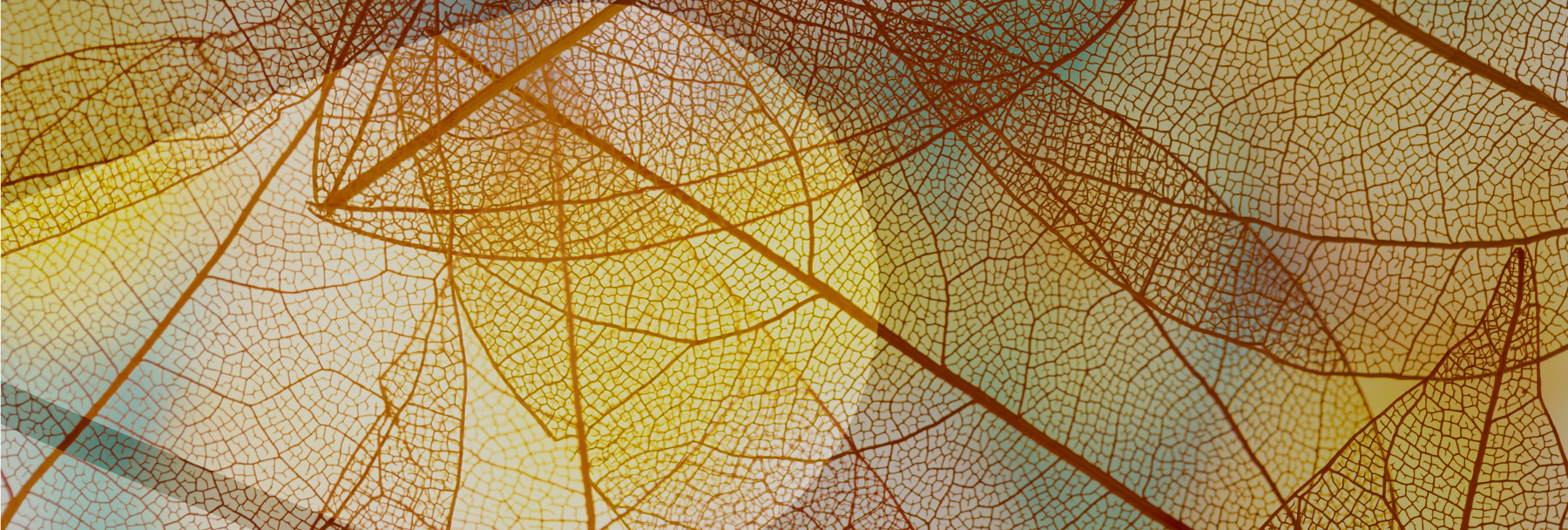 La filosofia come diritto alla cittadinanza e all'educazione civica