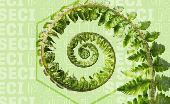 Il modello SECI di Nonaka e Takeuchi: la spirale della conoscenza nei percorsi di orientamento